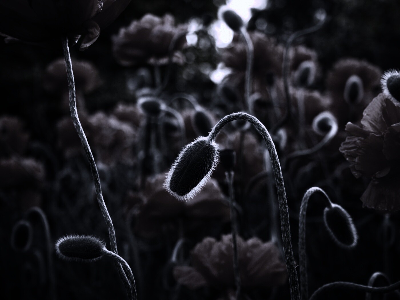 Бутон среди цветов обои