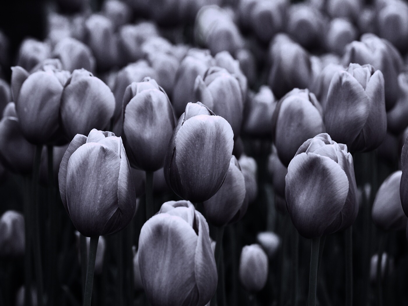 Море розовых тюльпанов обои