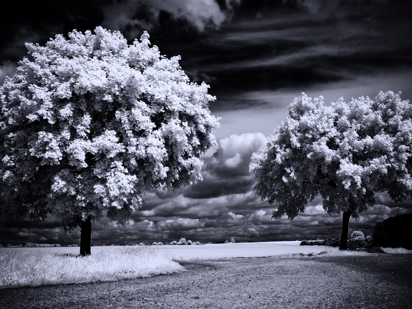 Деревья в цвету обои