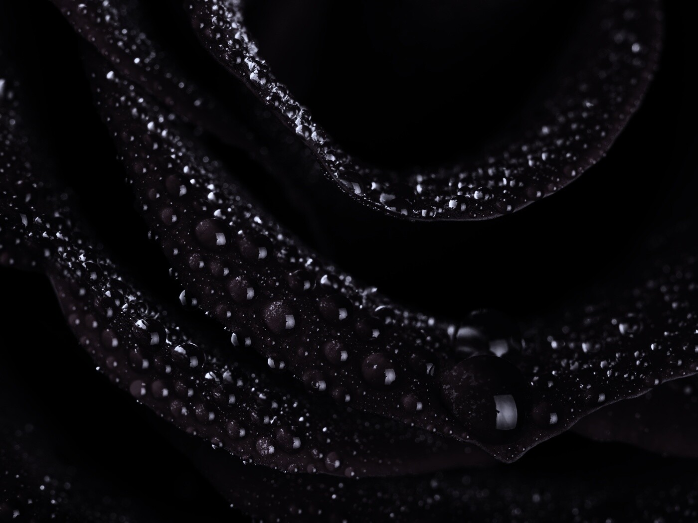 Роза в каплях обои