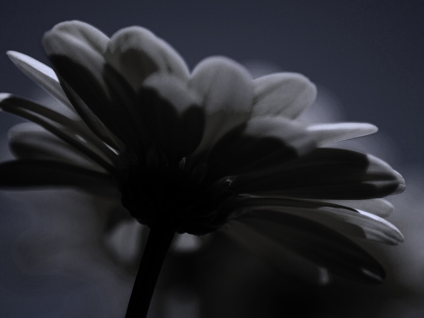 Макро-фото желтого цветка обои