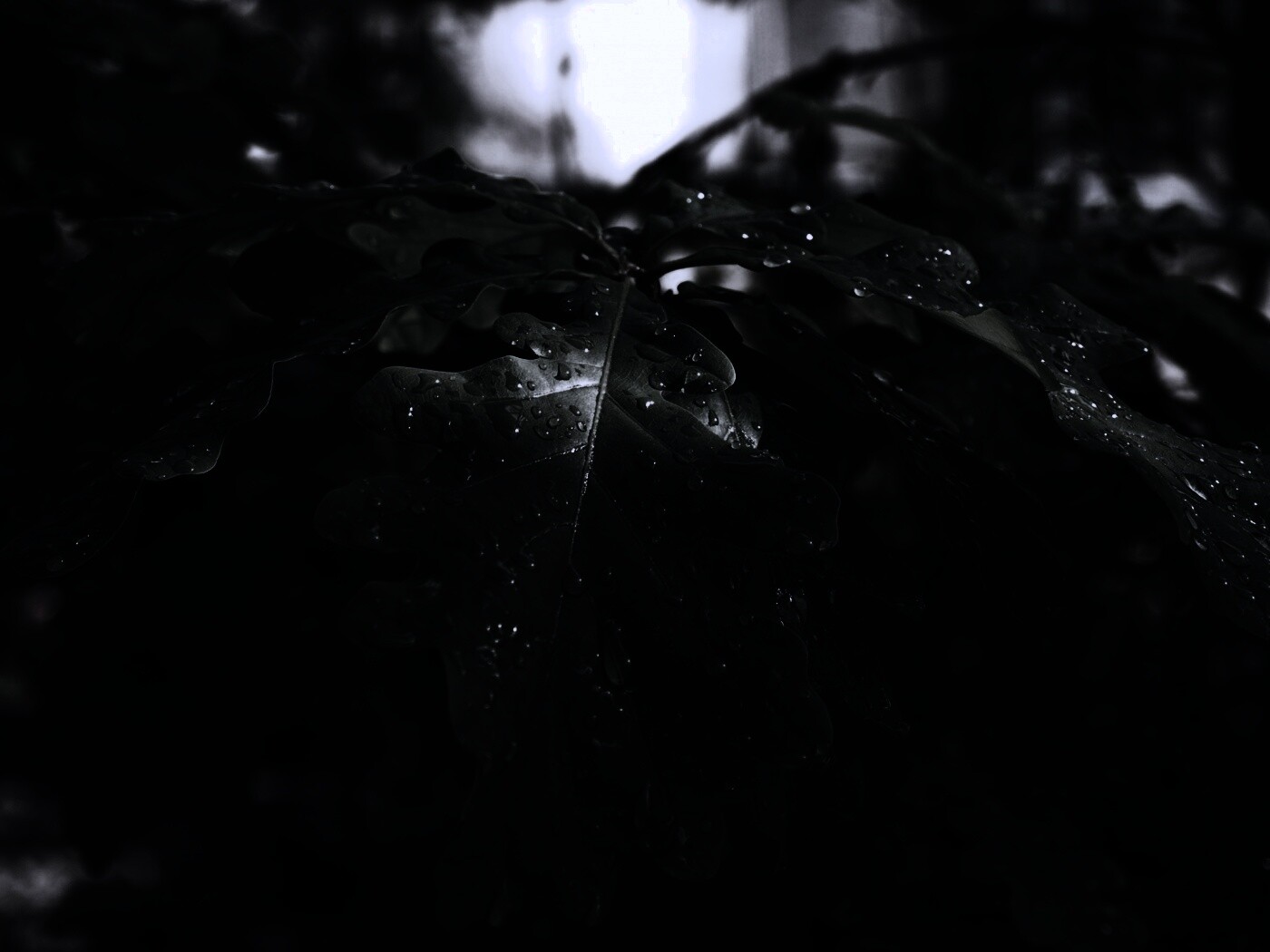 Сочные листья дуба обои