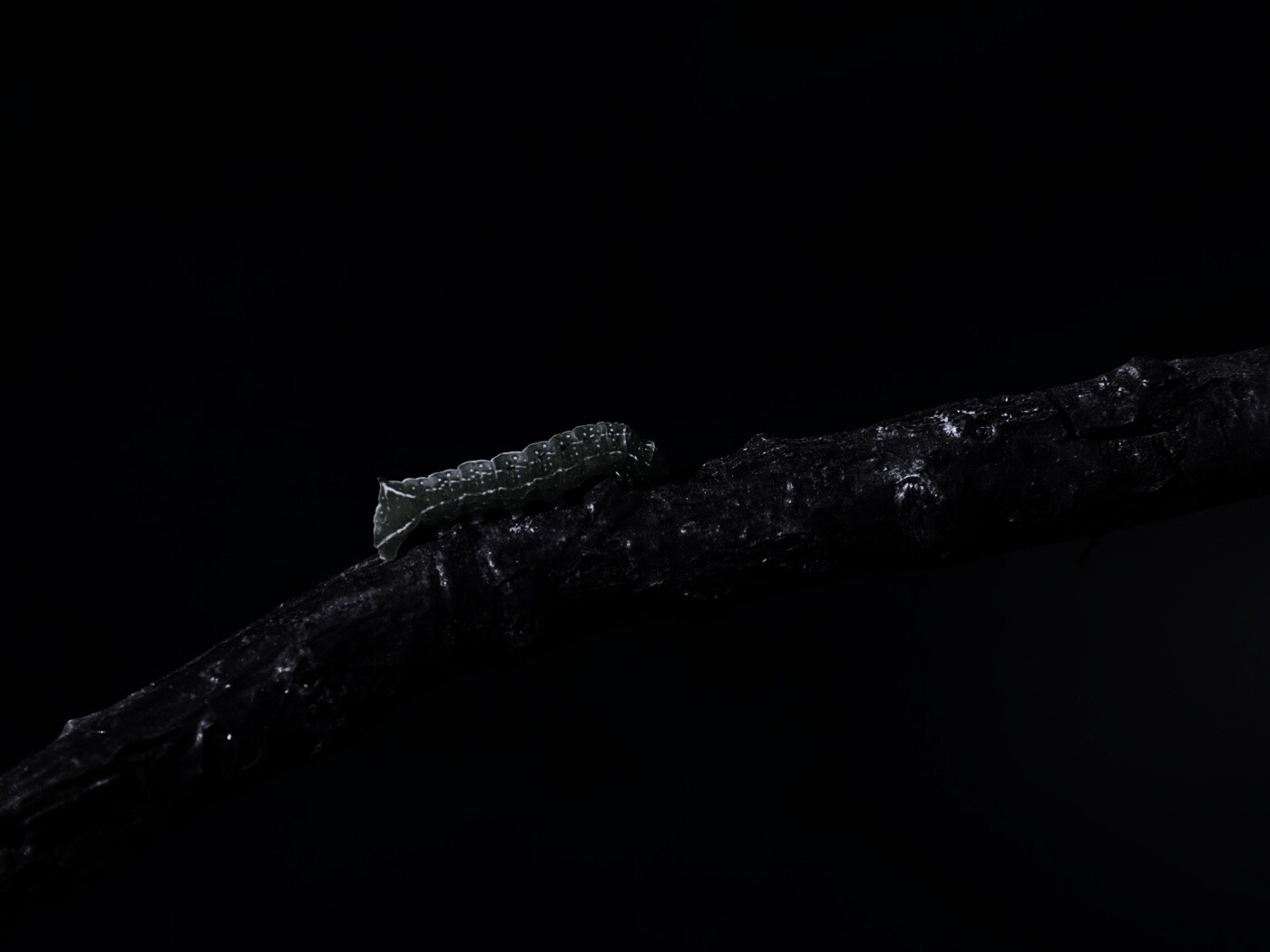 Гусеница на ветке обои