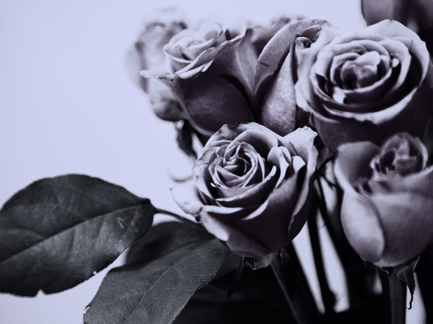 Букет розовых роз обои