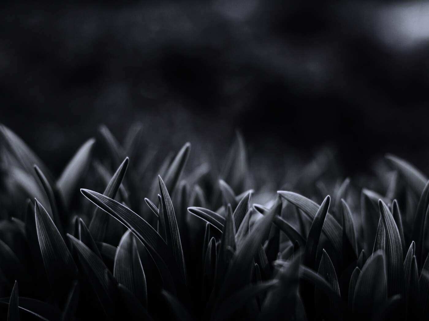 Сочная нежная трава обои