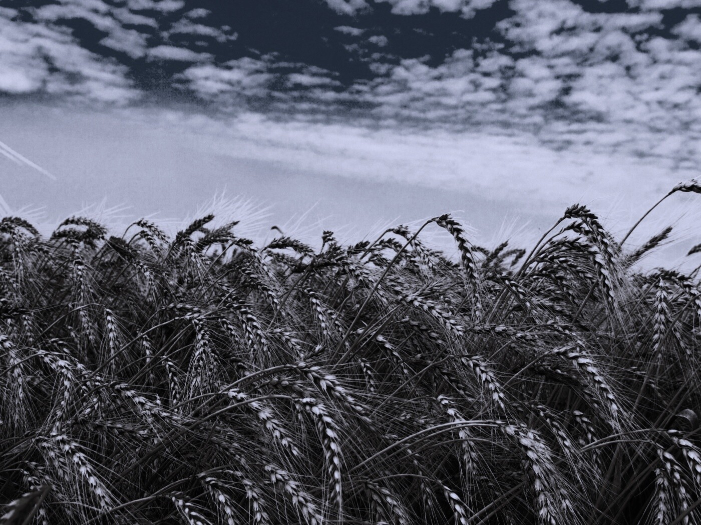 Колосья в поле обои