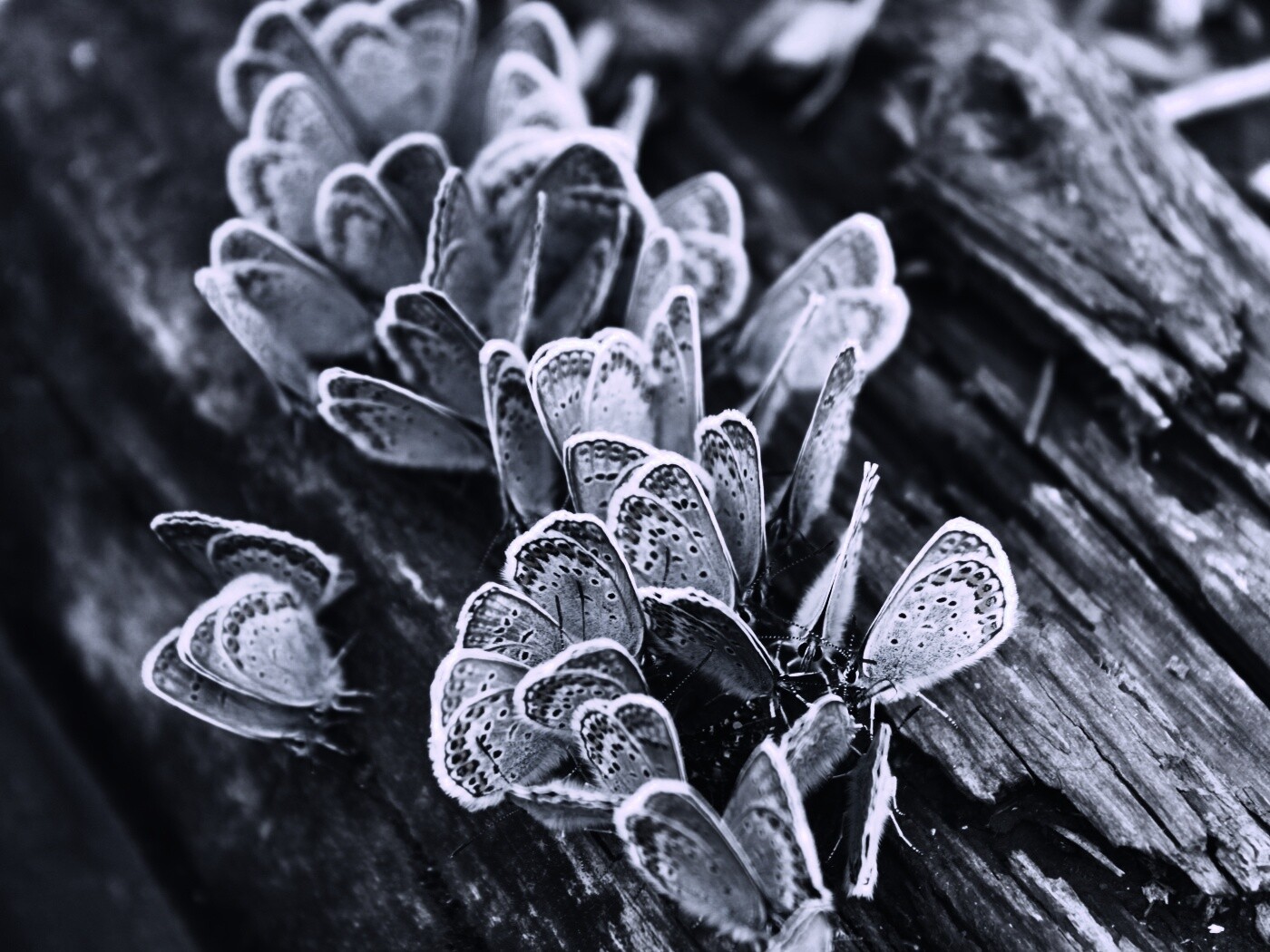 Голубые бабочки обои