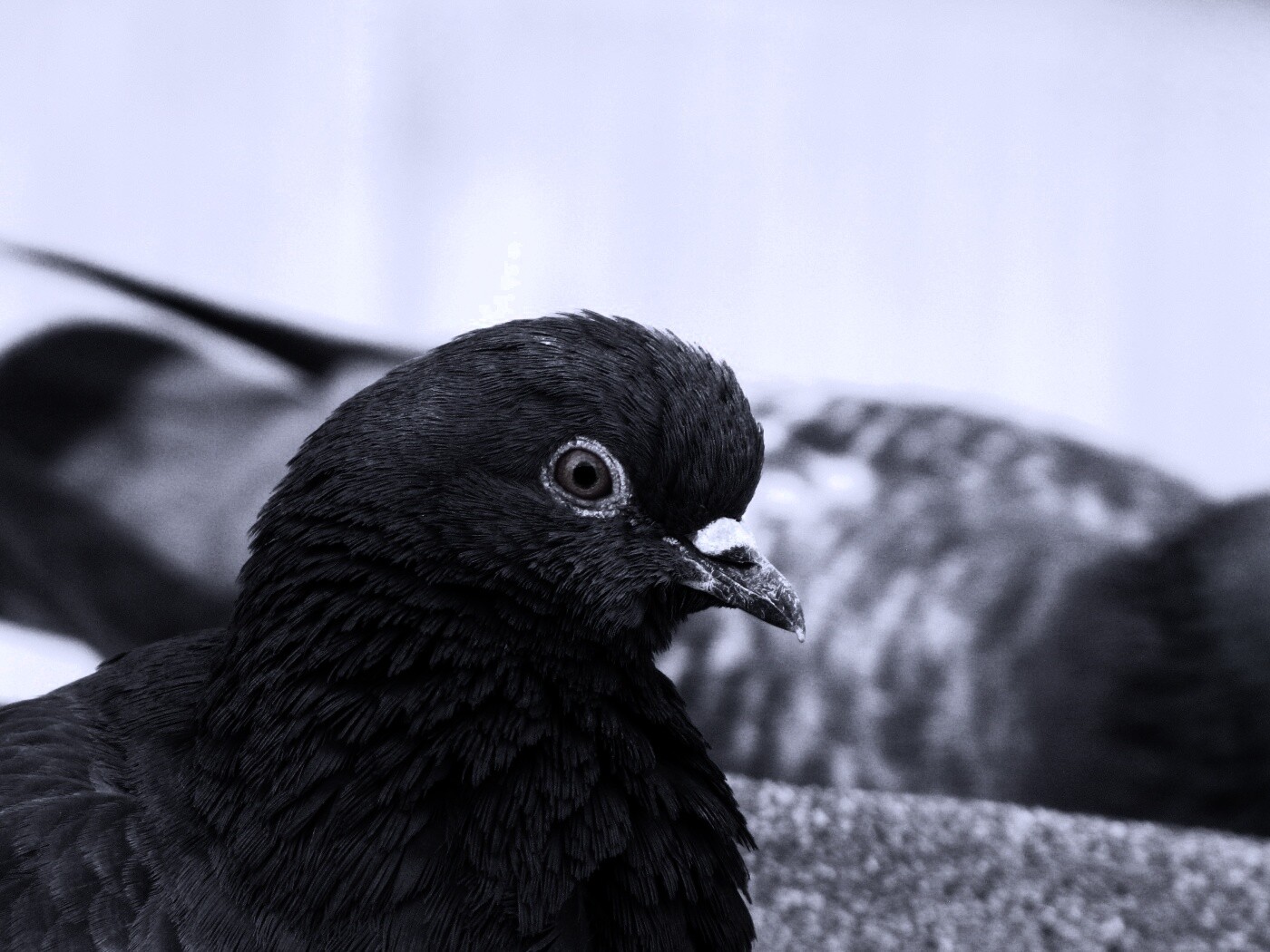 Смотрит в самую душу обои