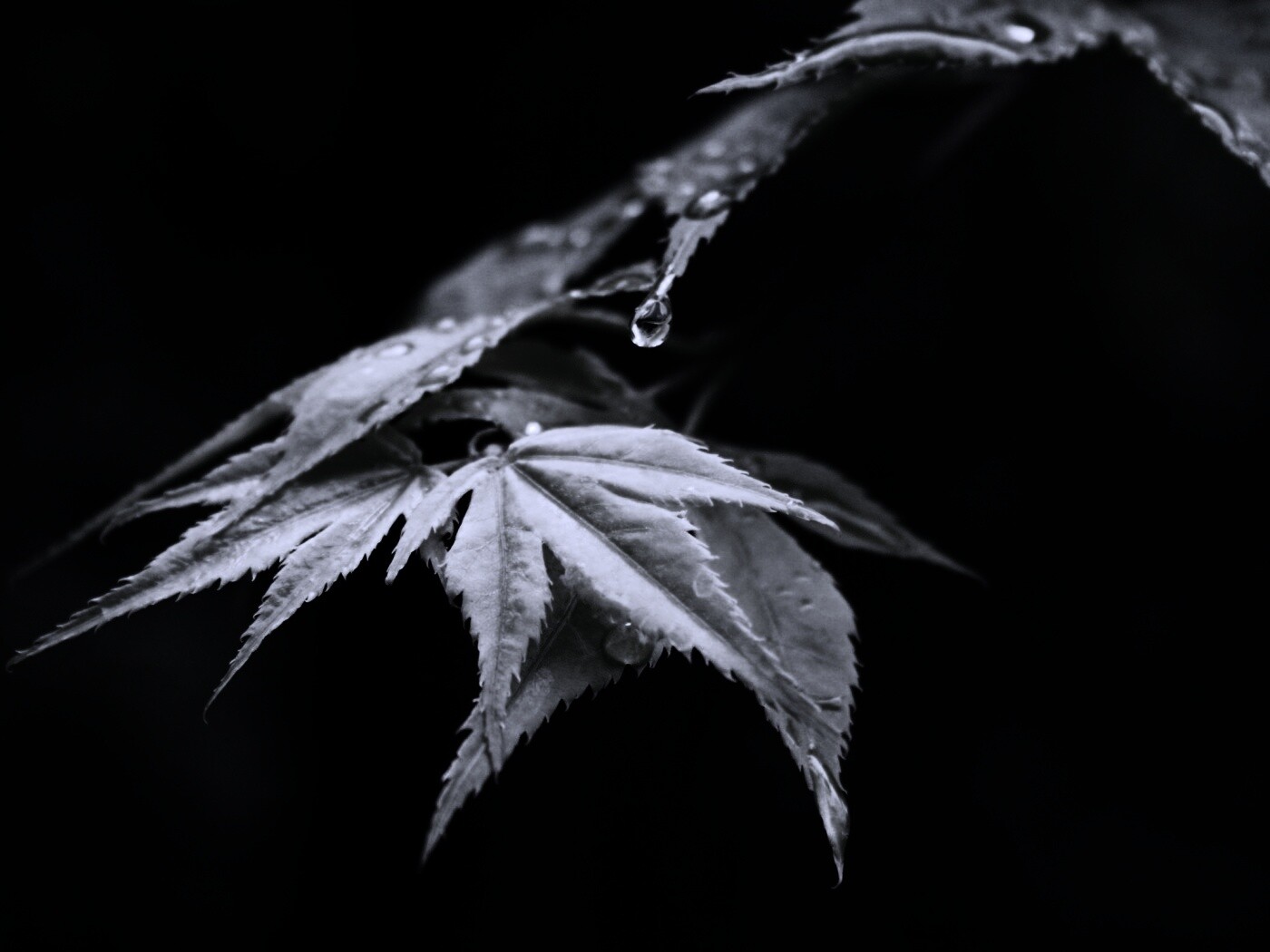 Капля на листе обои