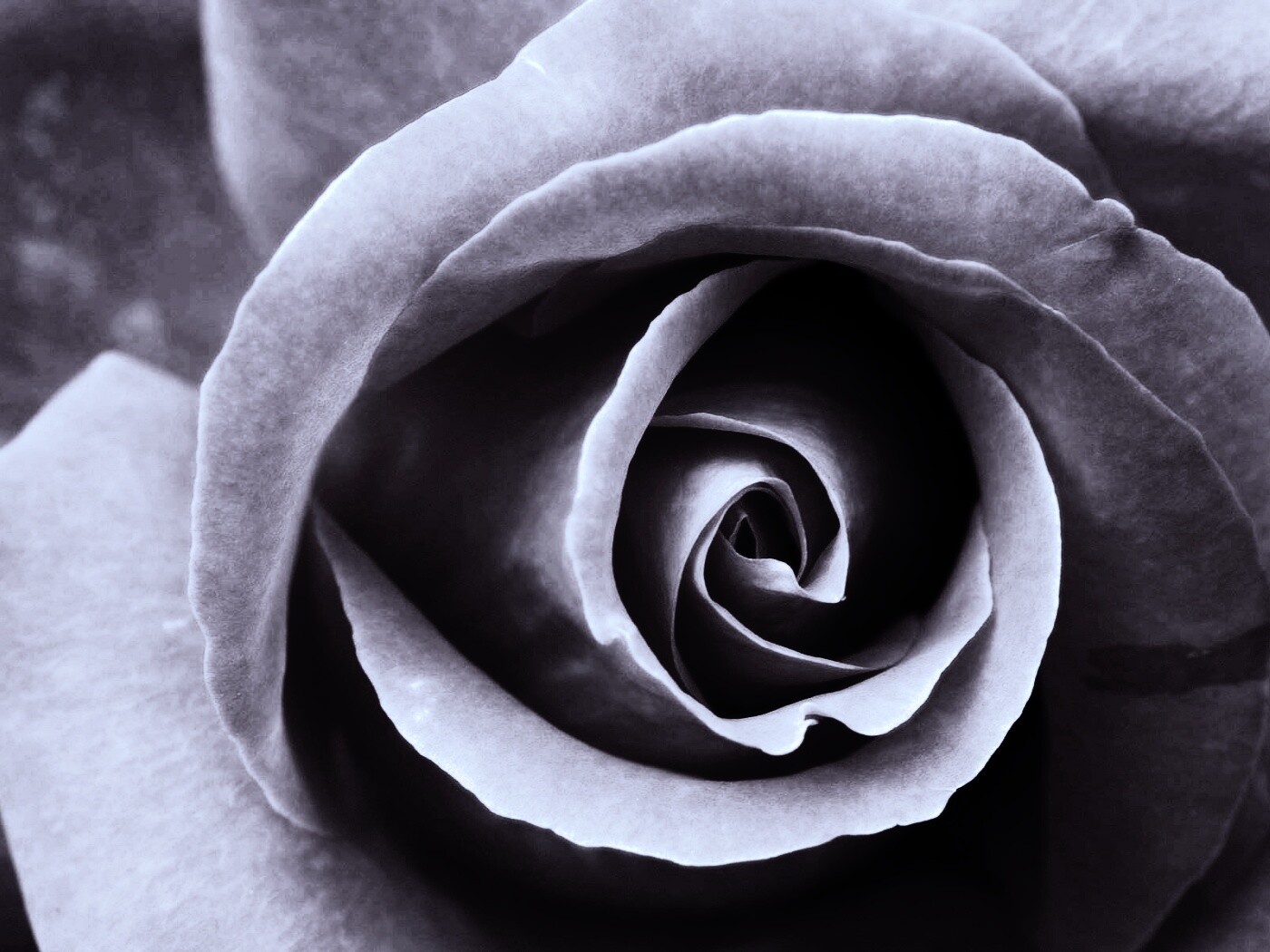 Красивая розовая роза обои