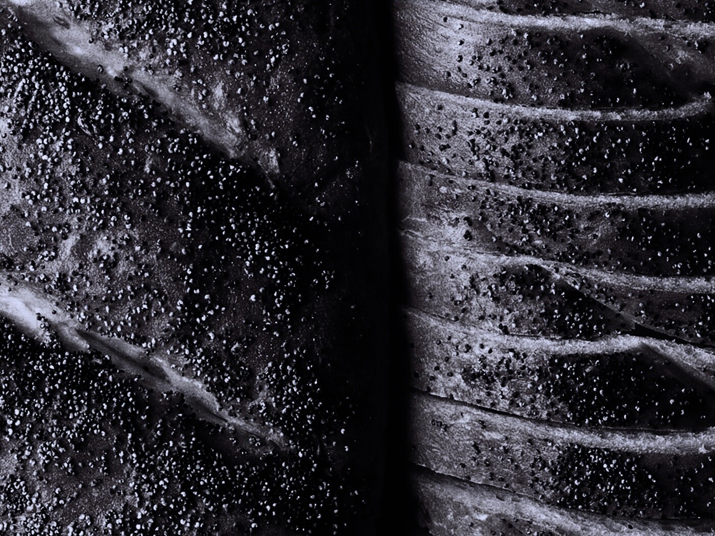 Выпечка с маковой крошкой обои