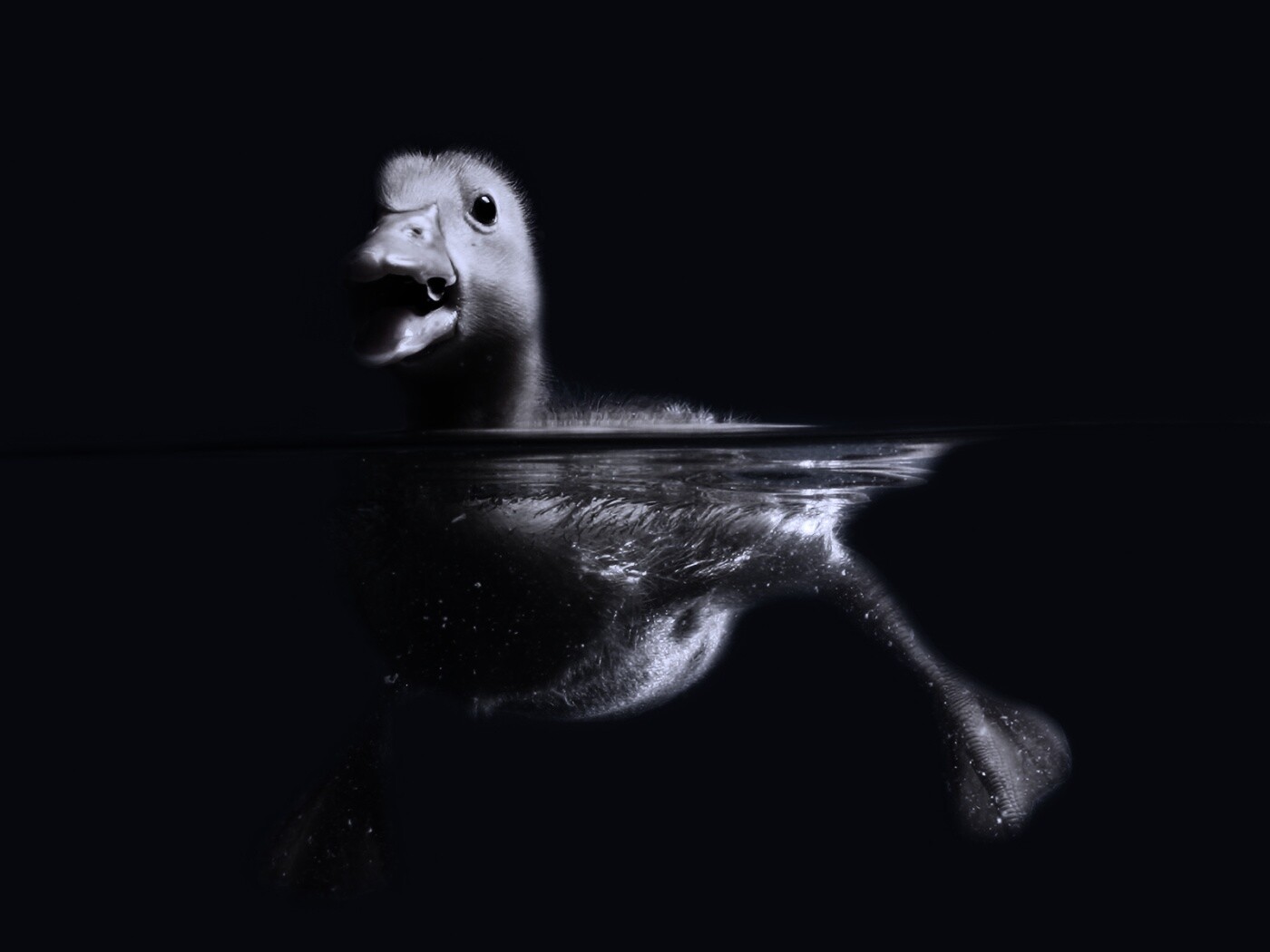 Утёнок в воде обои