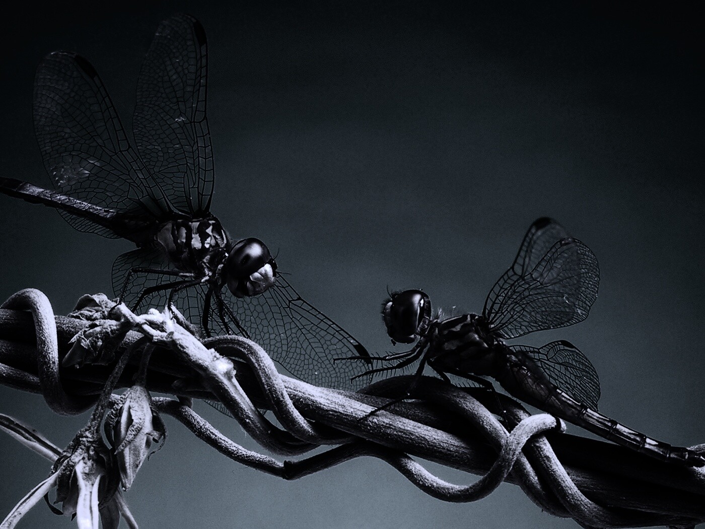 Две стрекозы обои