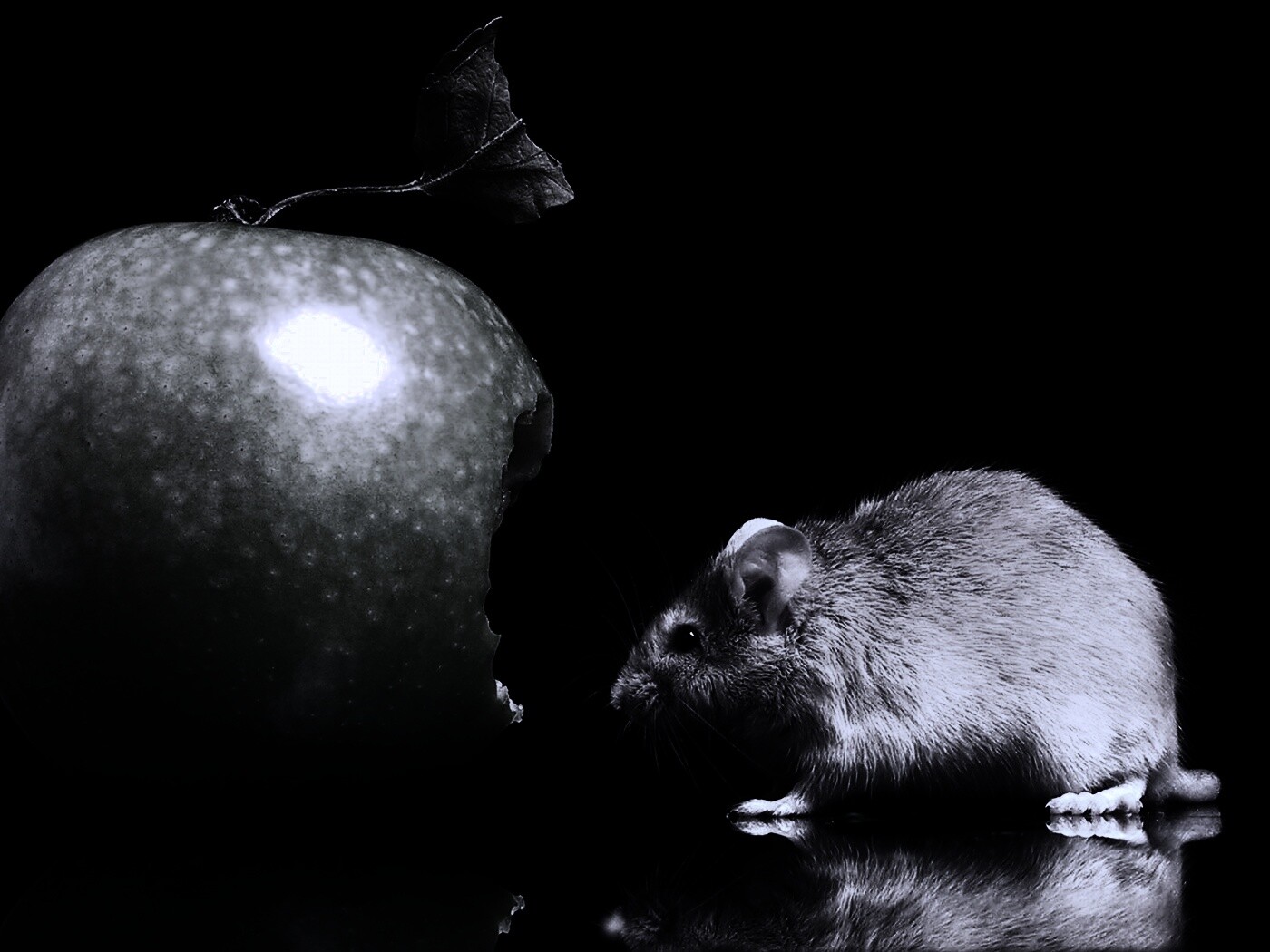 Мышь надкусила яблоко обои