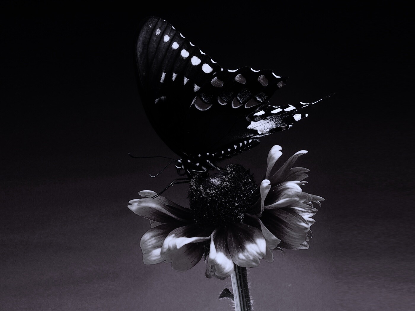 Бабочка на цветке обои