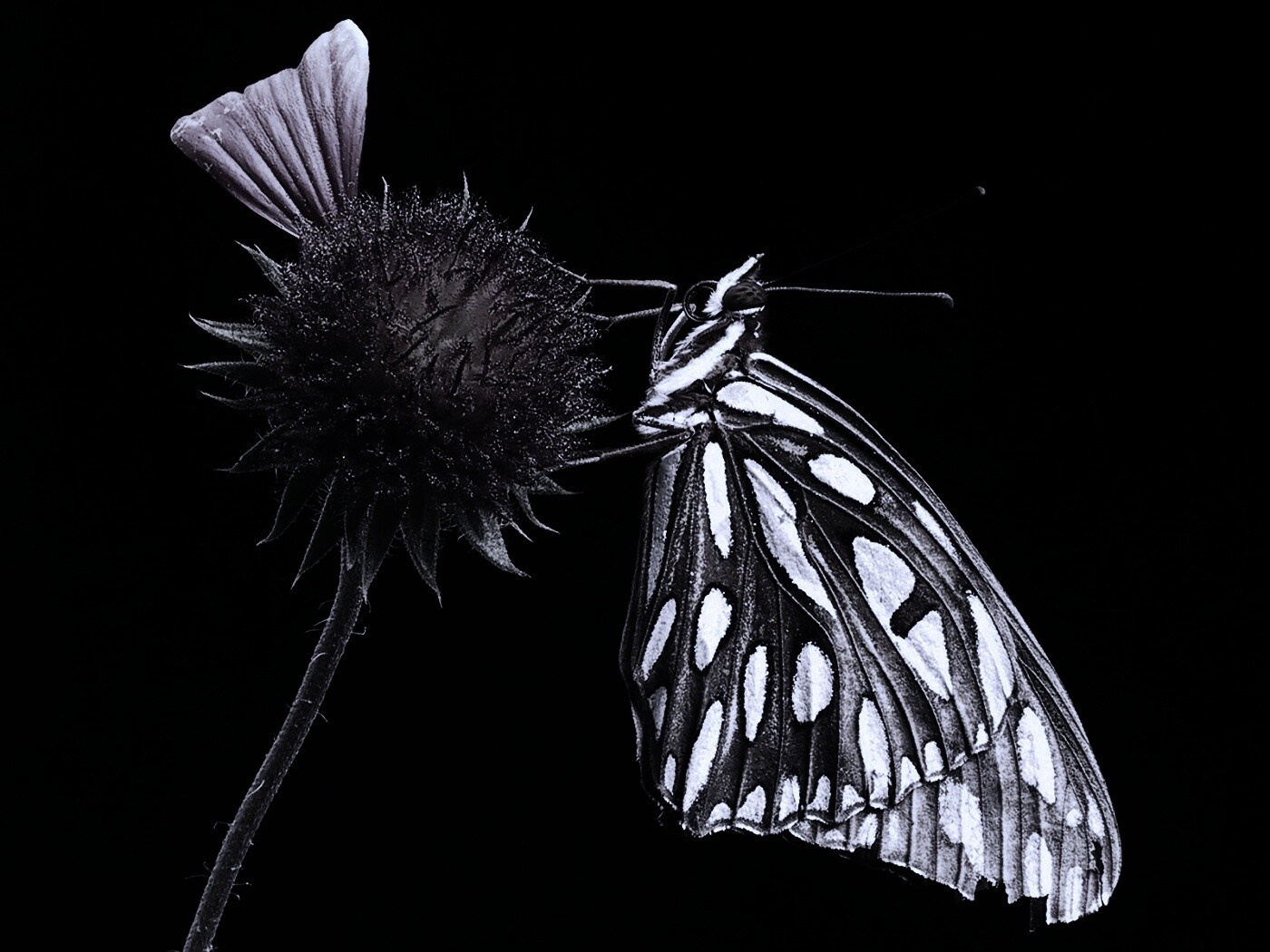 Бабочка на цветке обои