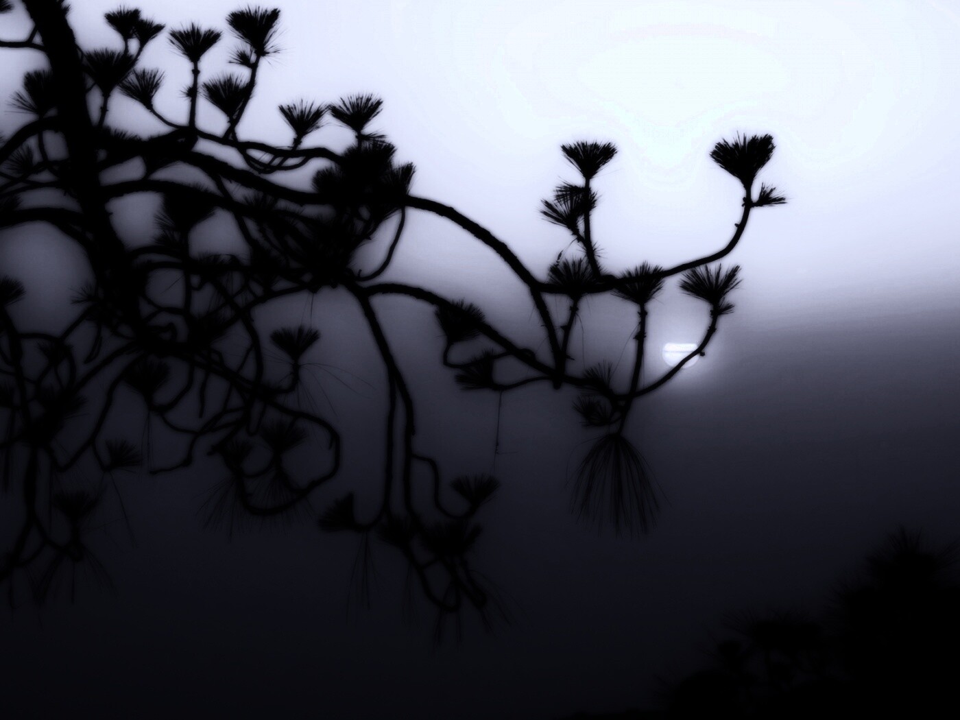 Ленкоранская акация на фоне синего заката обои