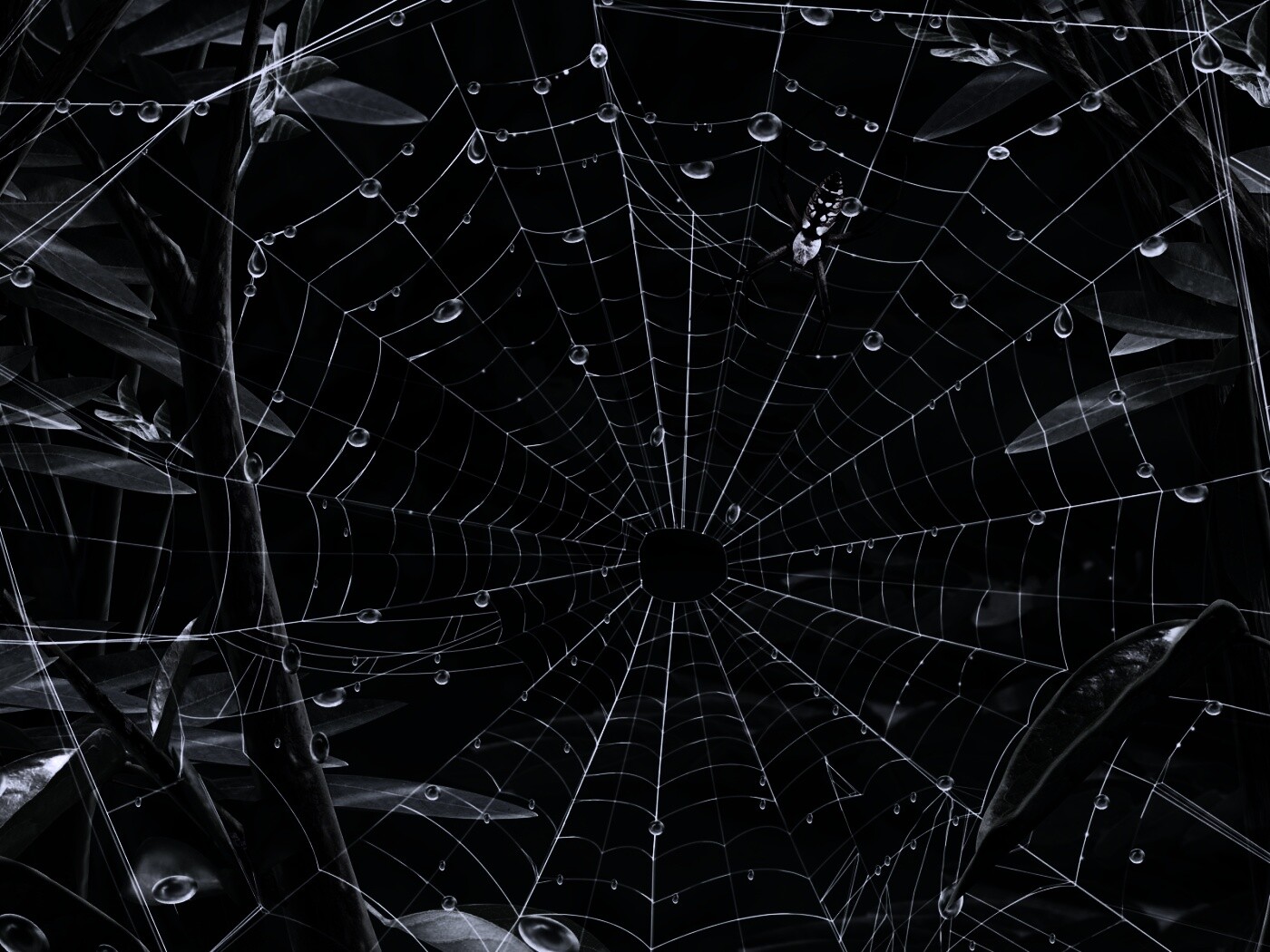 Паутина и паук обои