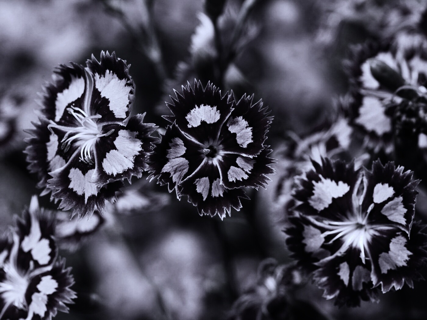 Неизвестные науке цветы обои