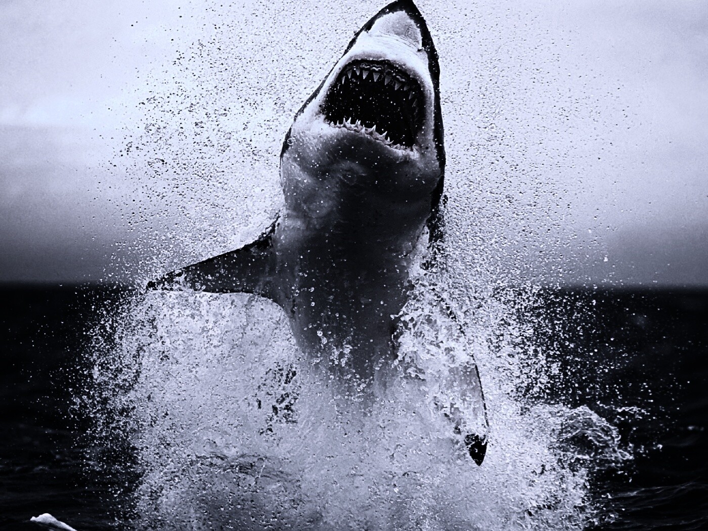 Зубастая акула обои