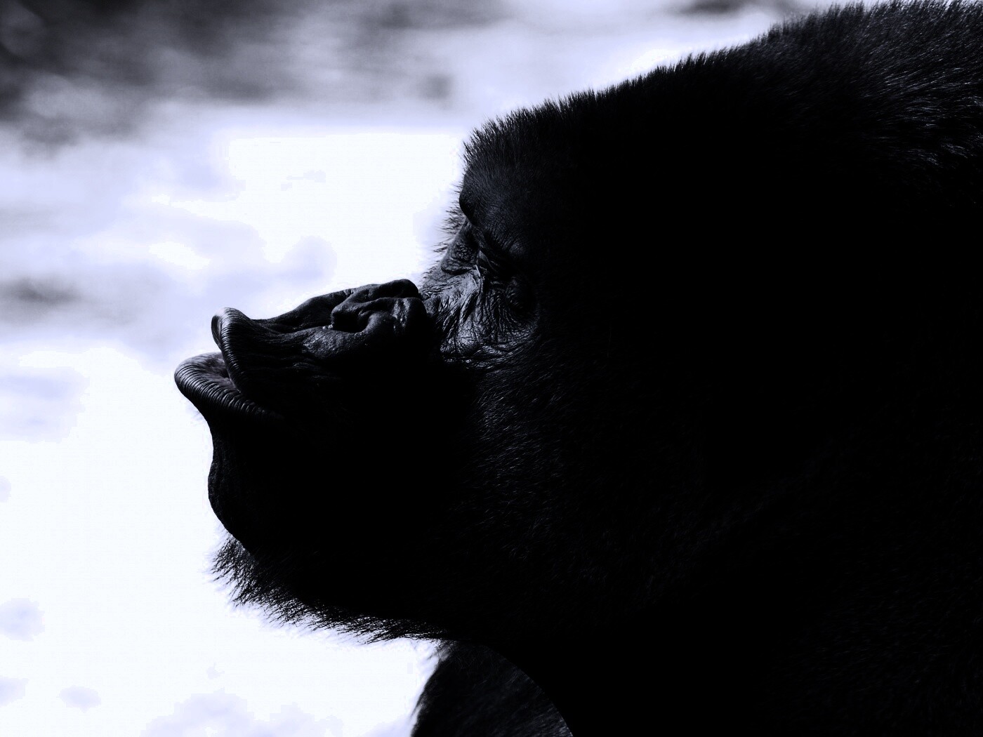 Горилла корчит рожи обои