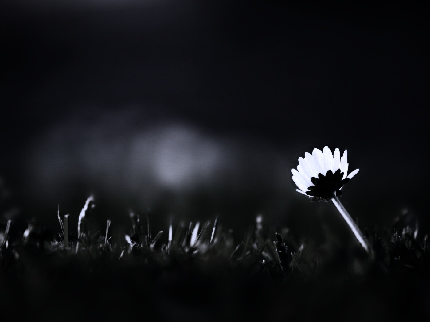 Цветок на траве обои