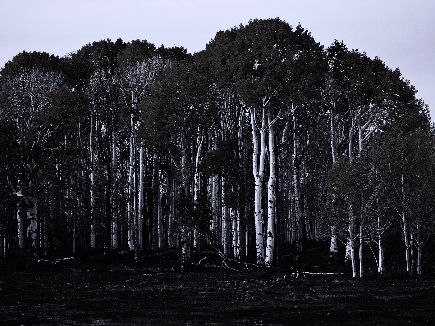 Пожелтевшая березовая роща обои