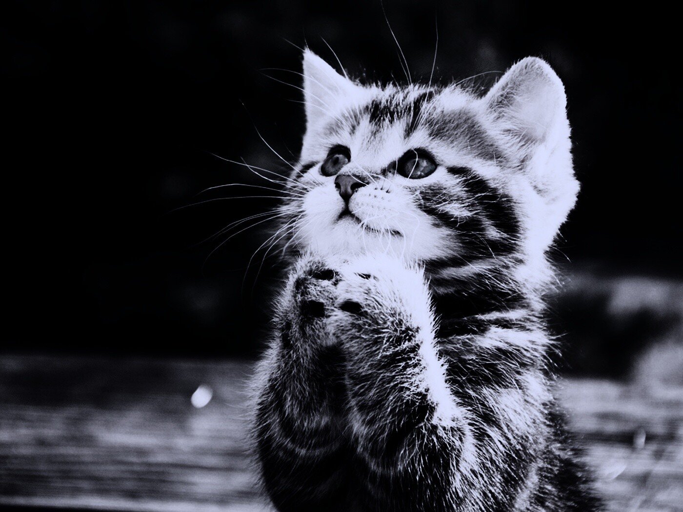 Непередаваемо прелестный котенок сложил лапки обои