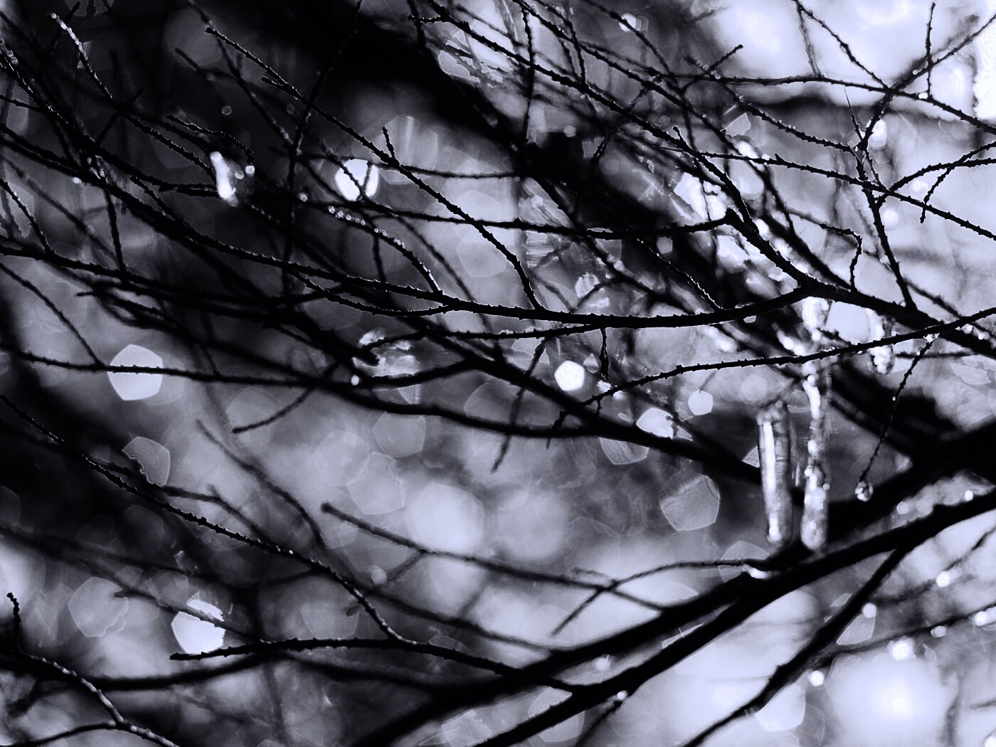 Мокрые ветви дерева обои