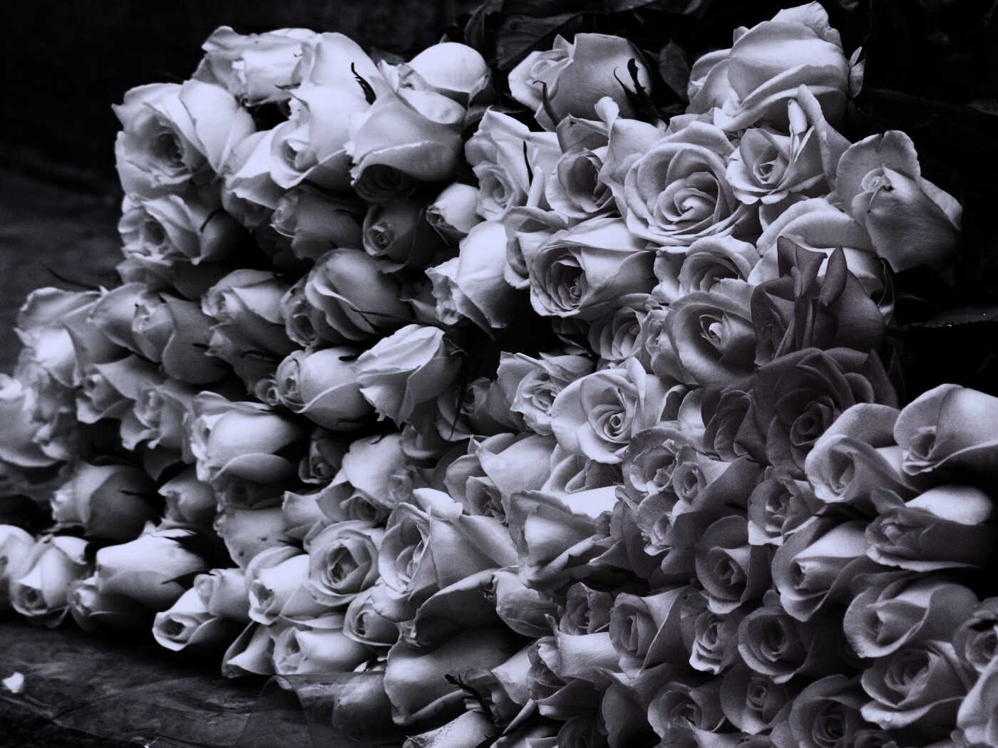 Букеты светлых роз обои