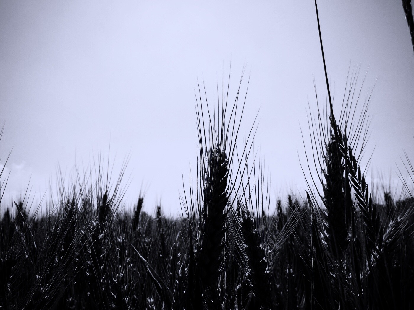 Колосья в поле обои