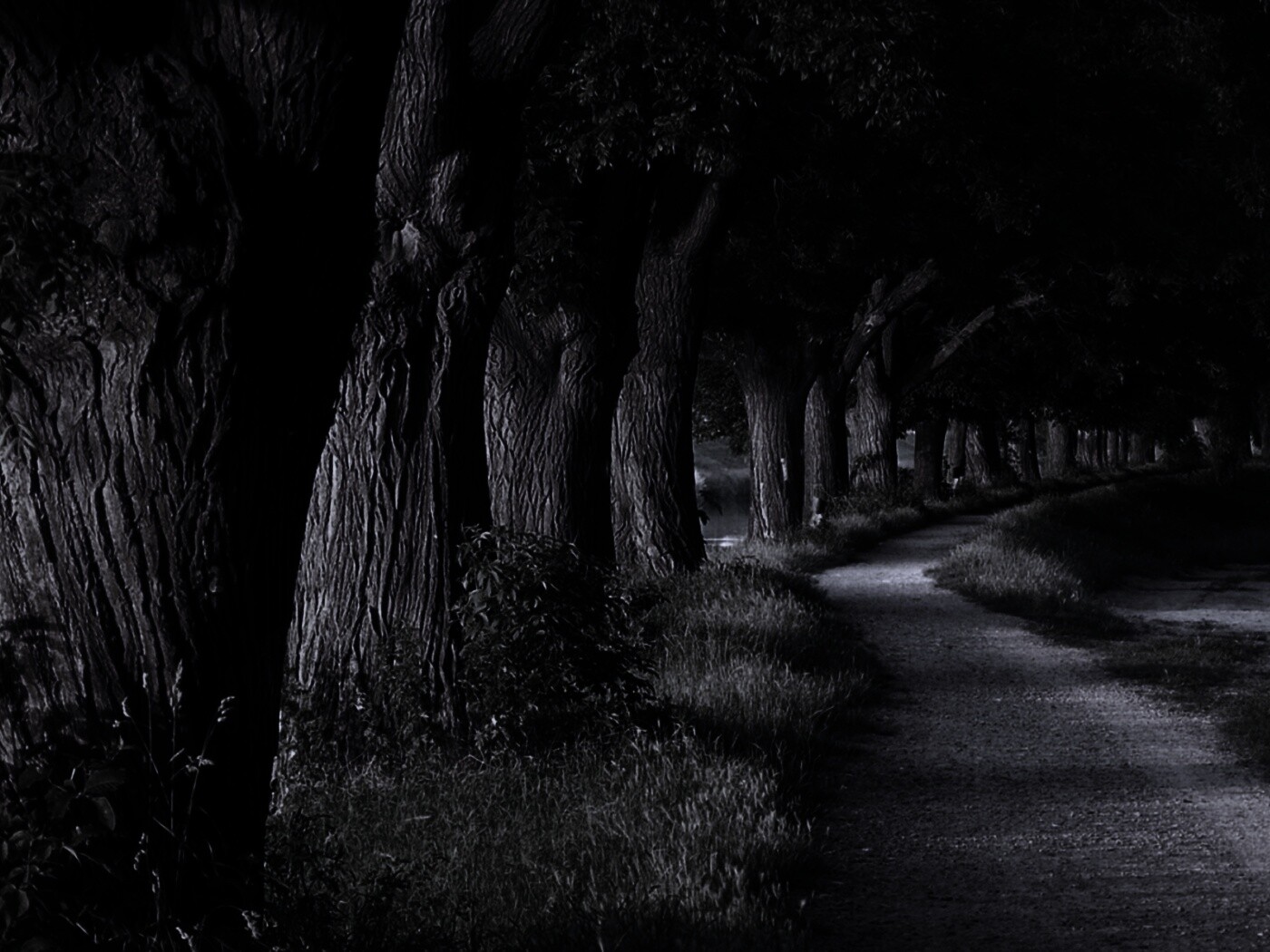 Аллея старых раскидистых деревьев обои