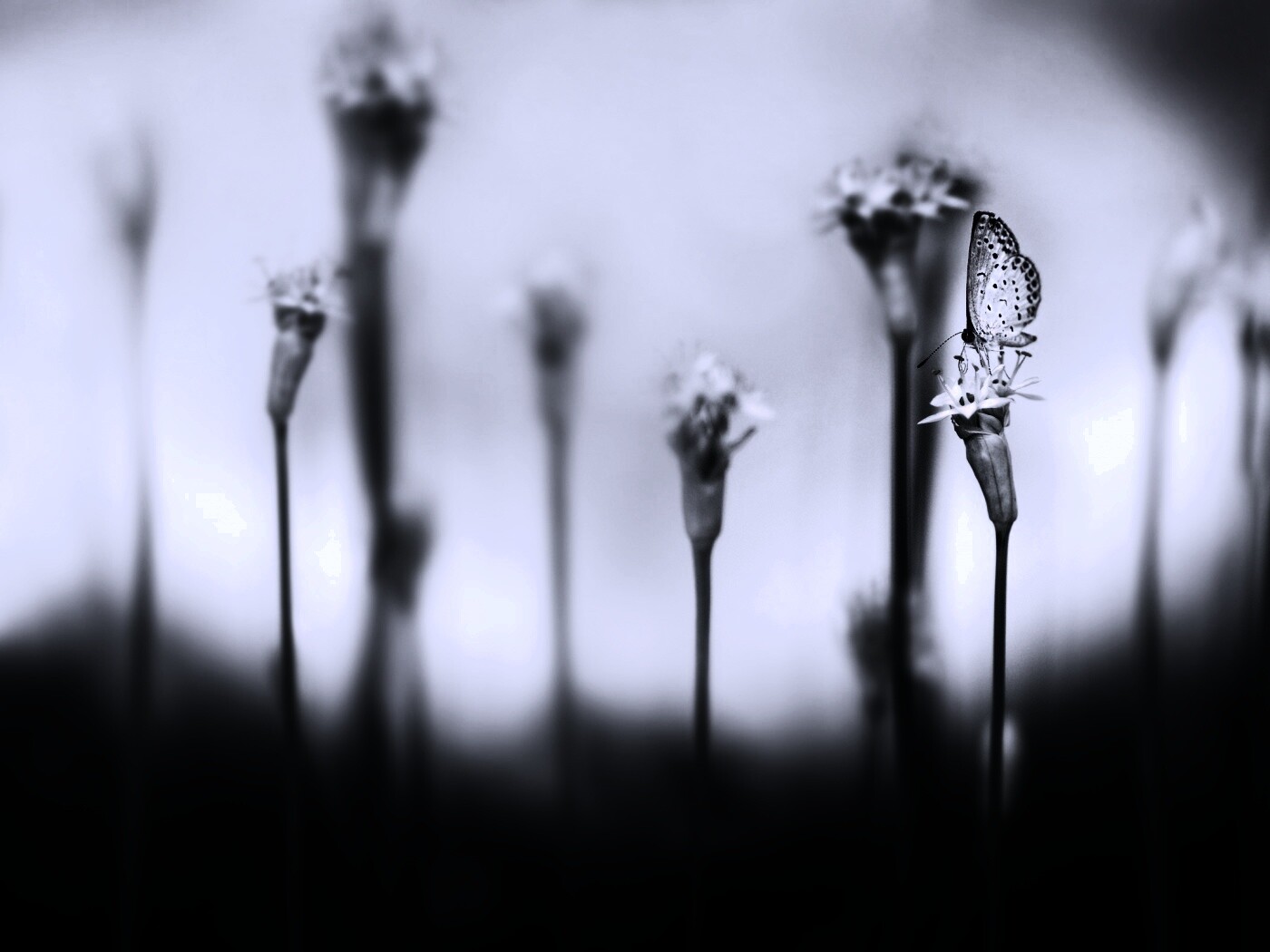 Бабочка на цветке обои