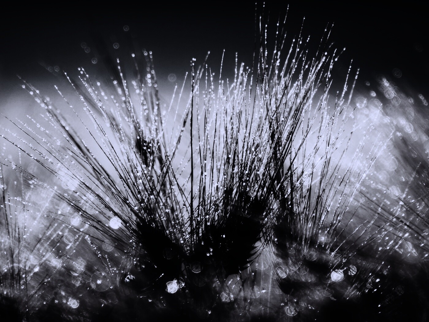 Трава на солнце обои