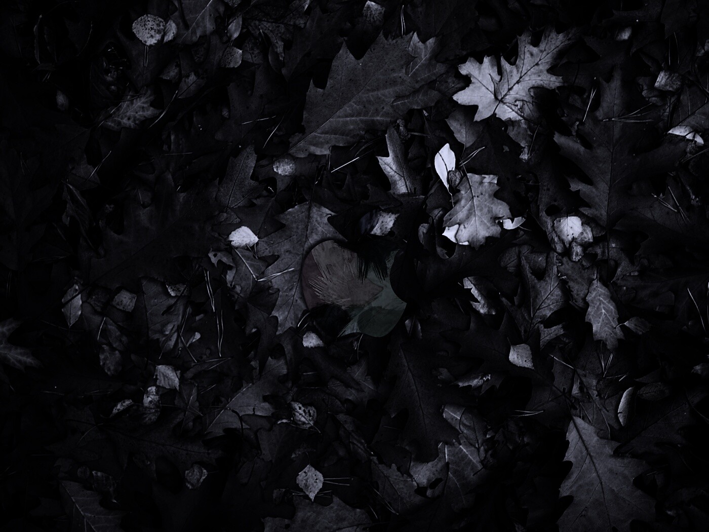 Яблоко в листьях обои