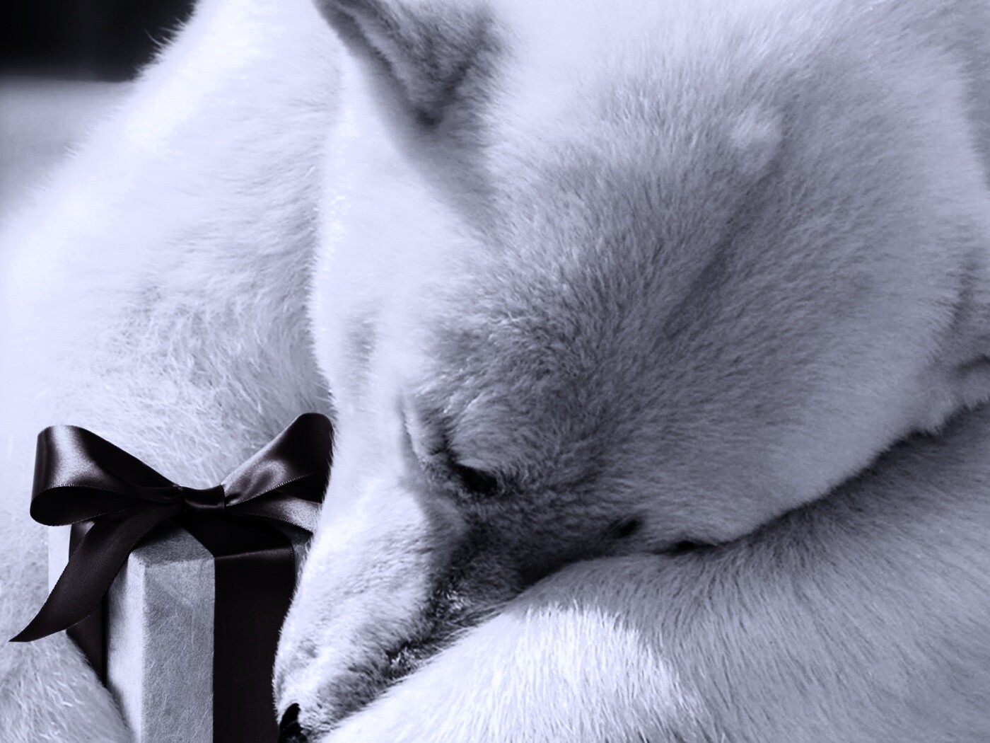 Белый мишка с подарком обои