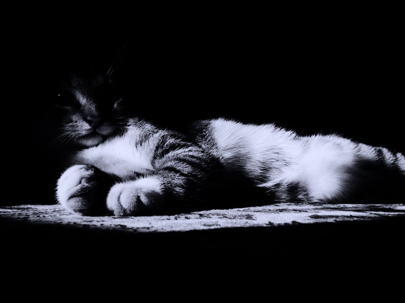 Котик в тени обои