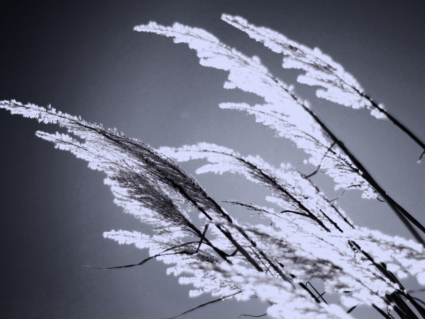 Солнце играет на степном ковыле обои