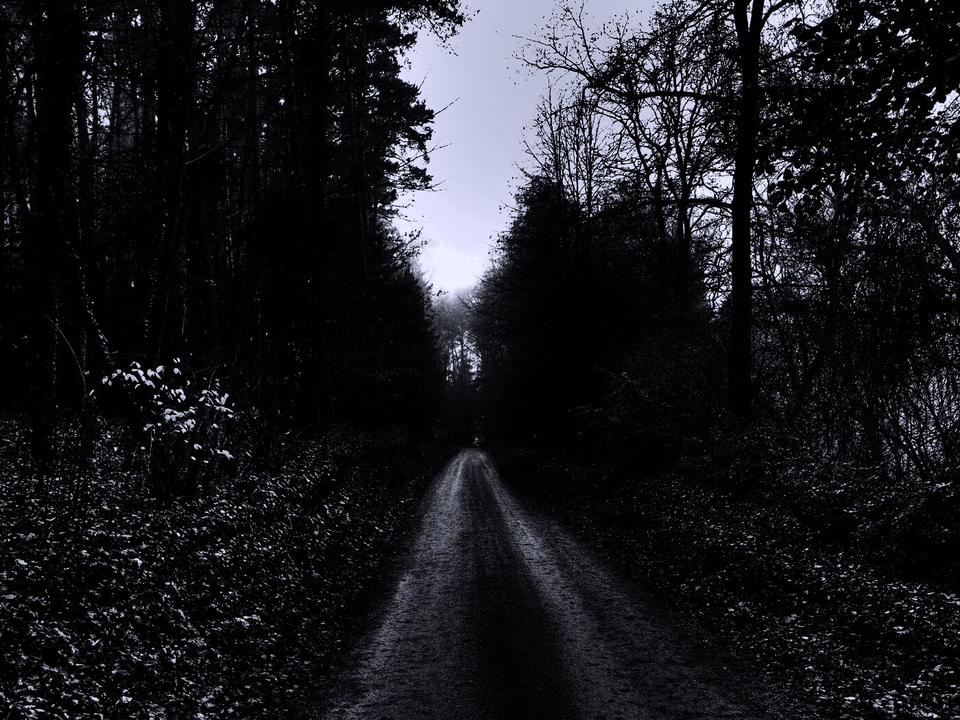 Дорога через лес обои