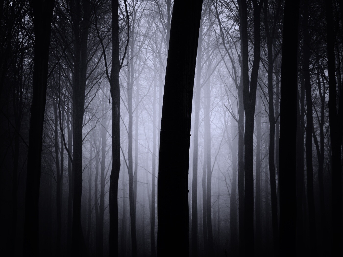 Туман в лесу обои