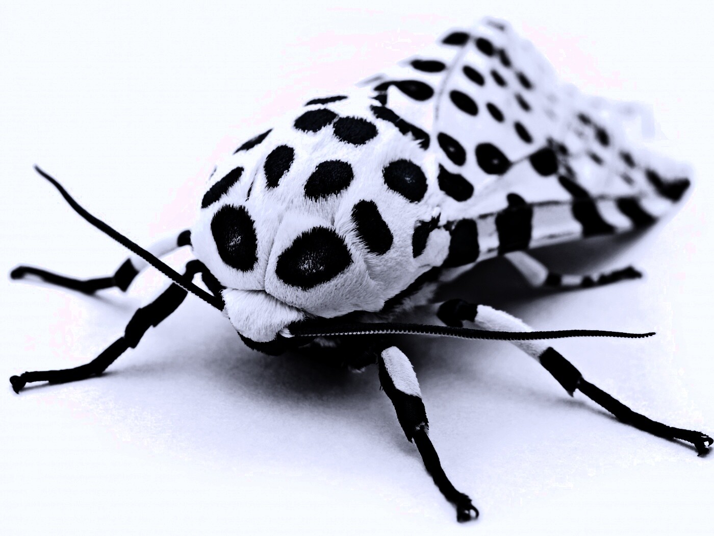 Пятнистая бабочка обои