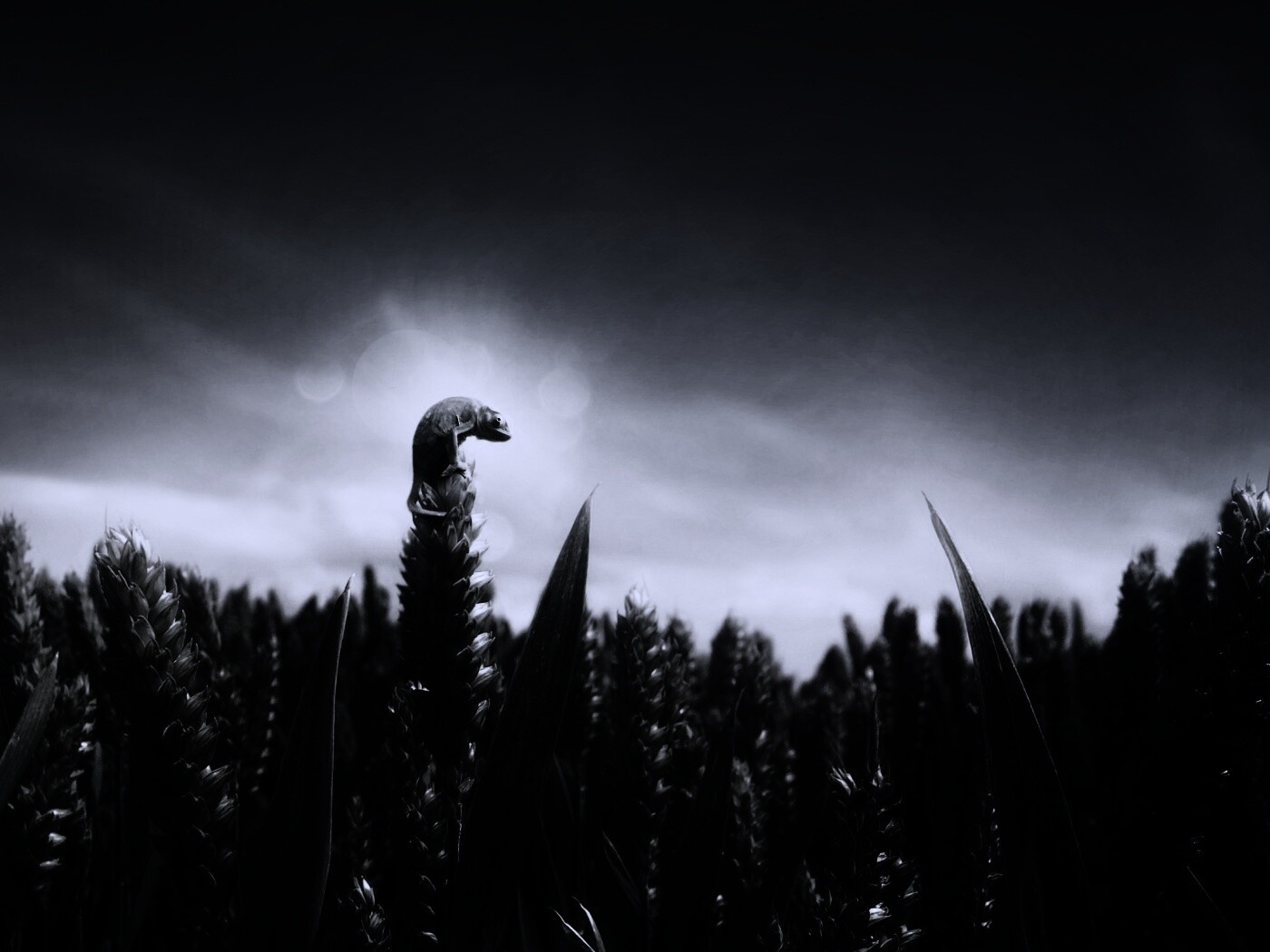 Маленький хамелеон на травинке обои