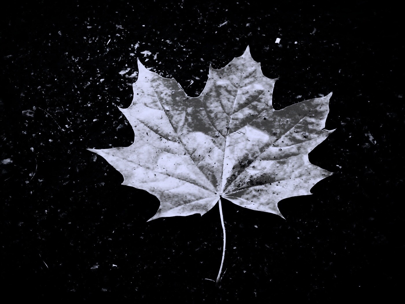 Желтый лист обои