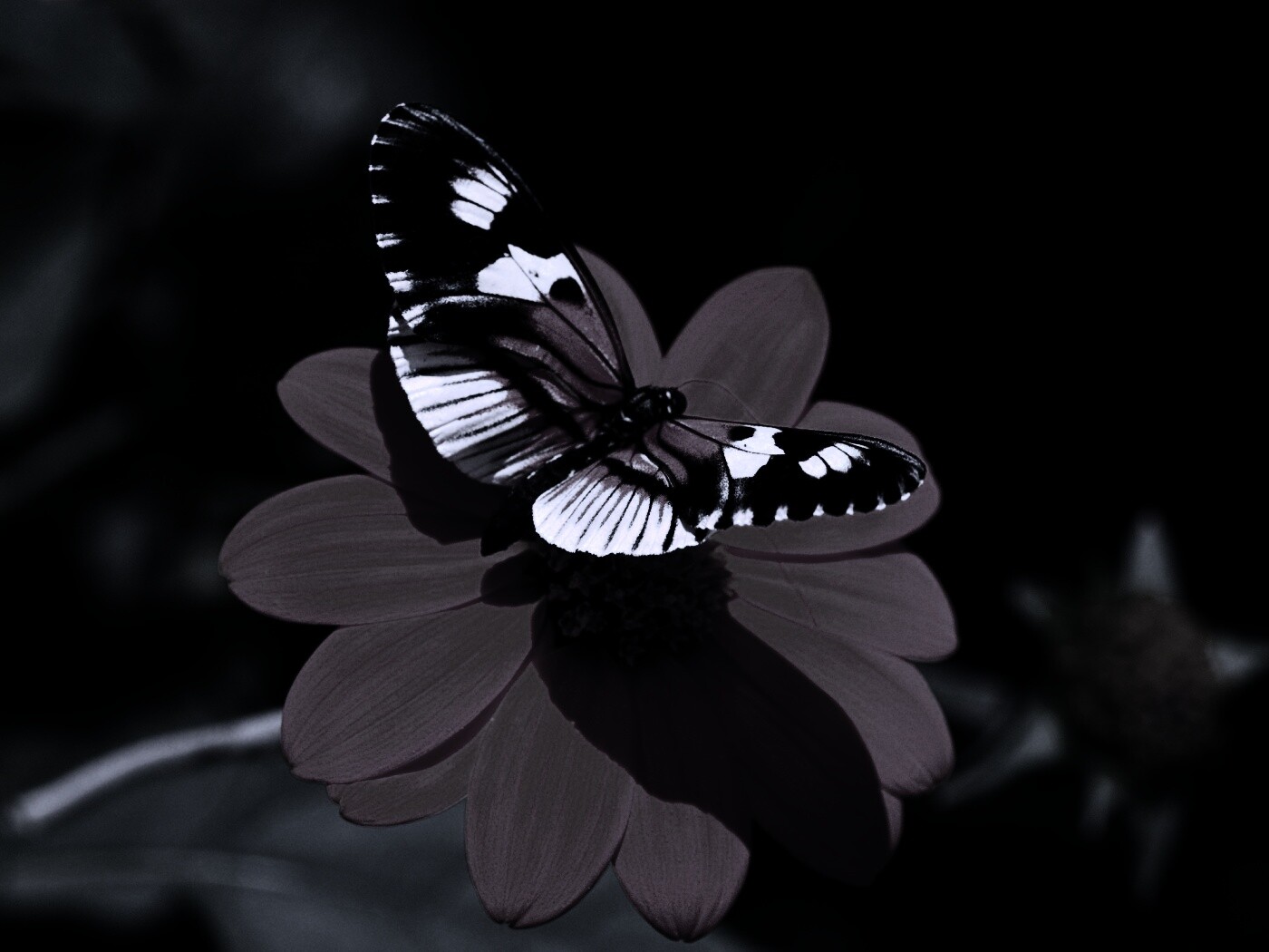 Бабочка на цветке обои