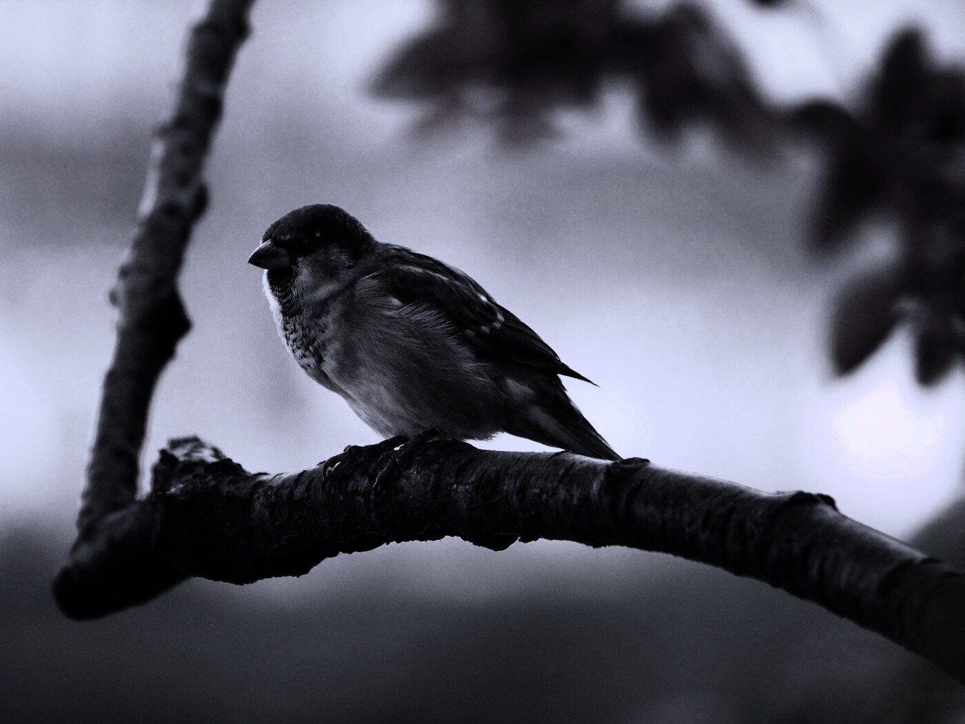 Птичка на ветке обои