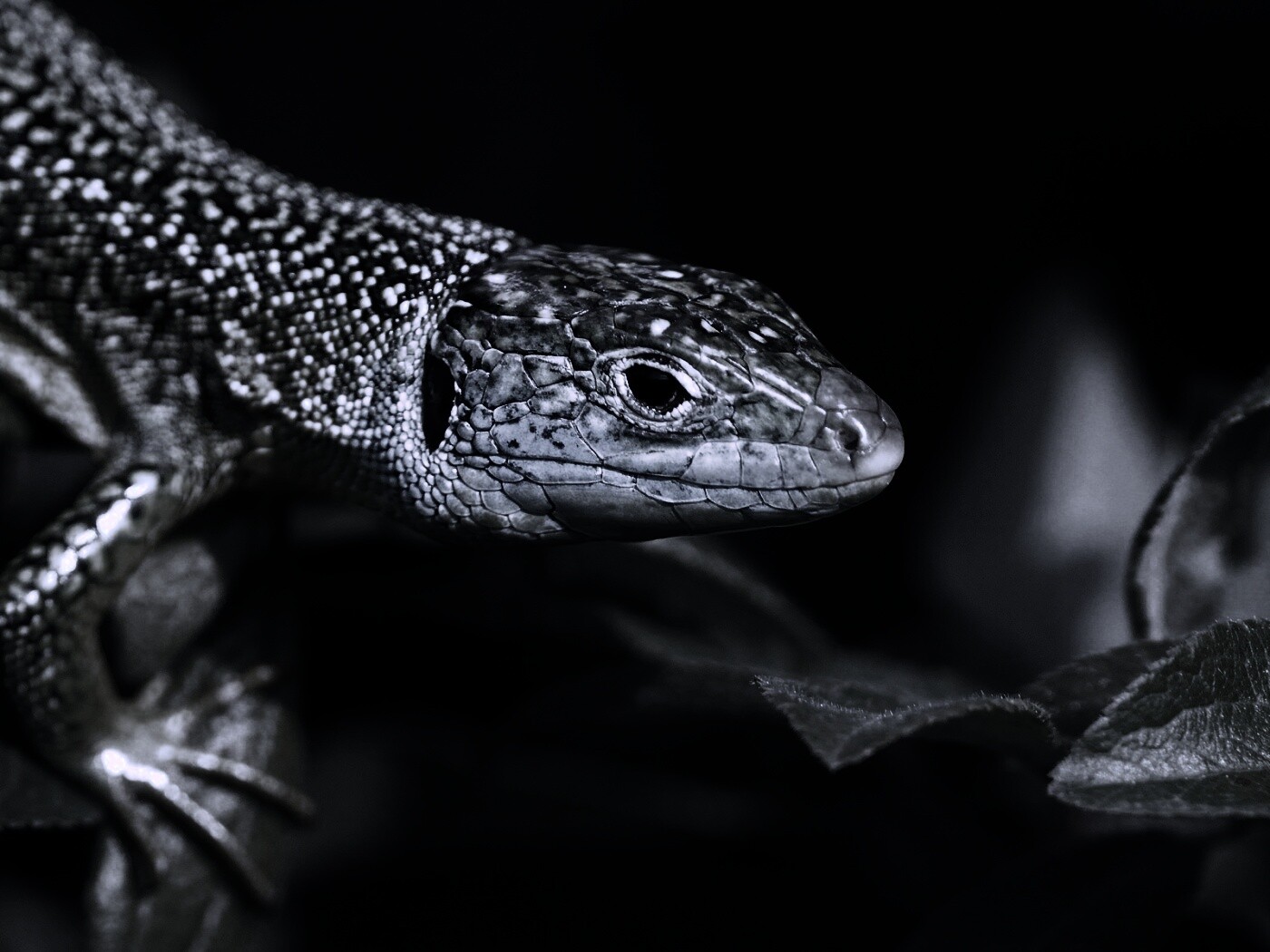 Ящерка на листьях обои