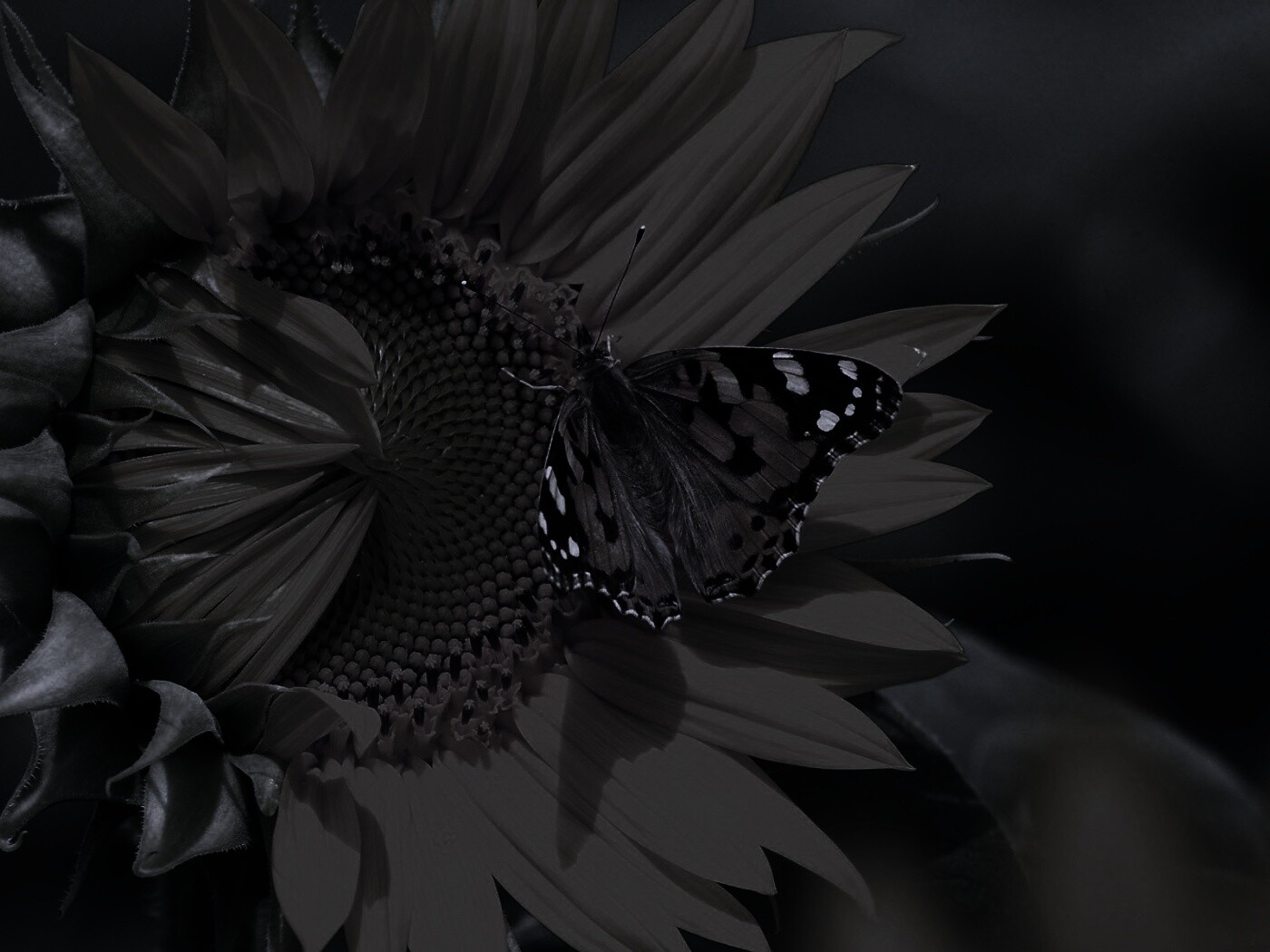 Бабочка на подсолнухе обои