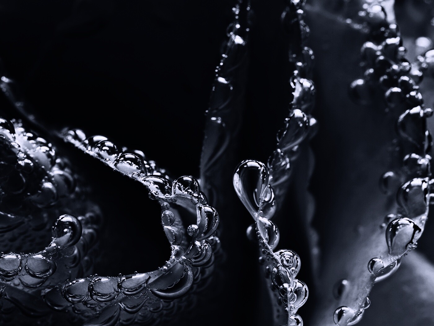 Капельки росы на синих лепестках обои