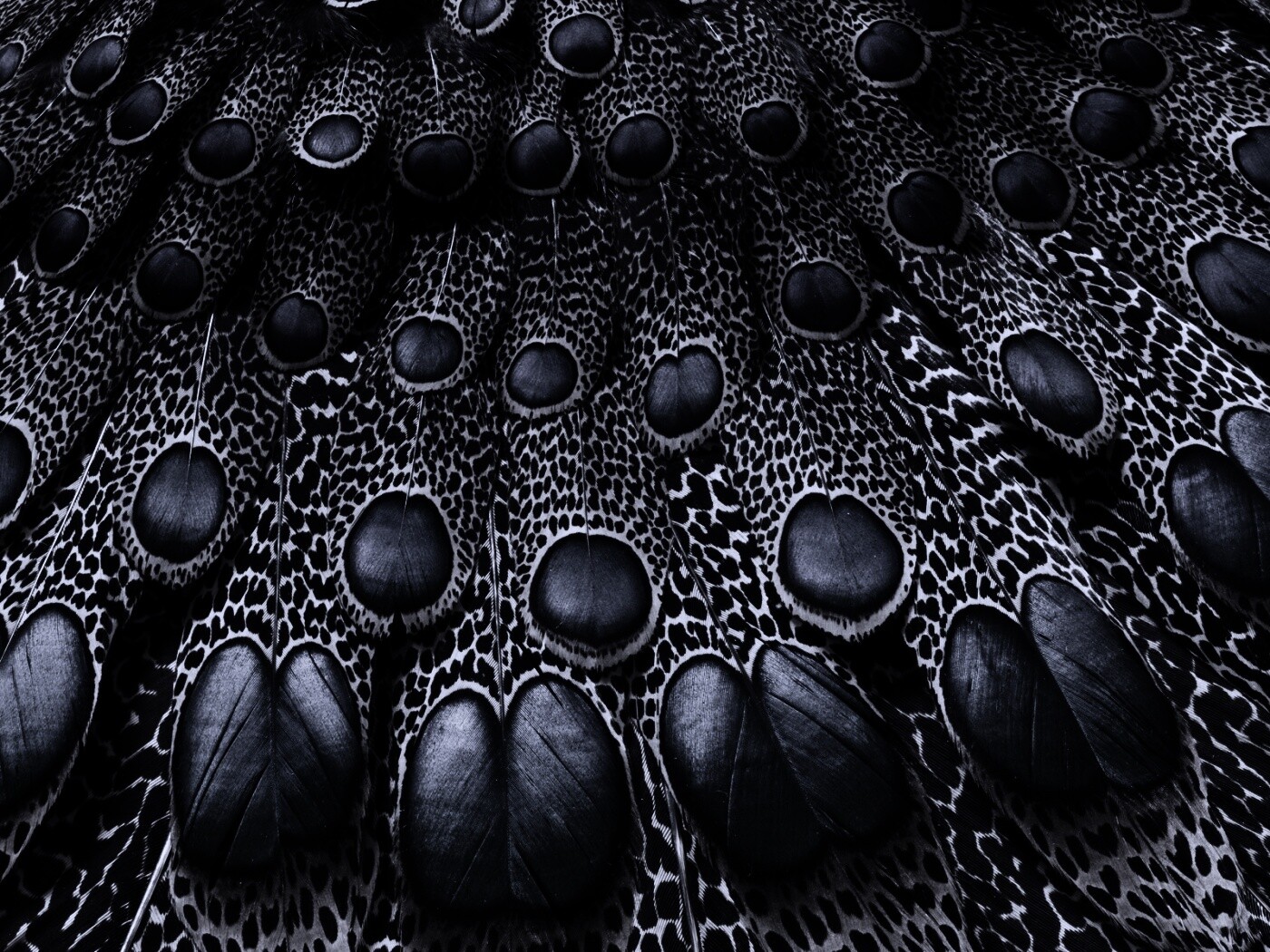 Хвост павлина обои