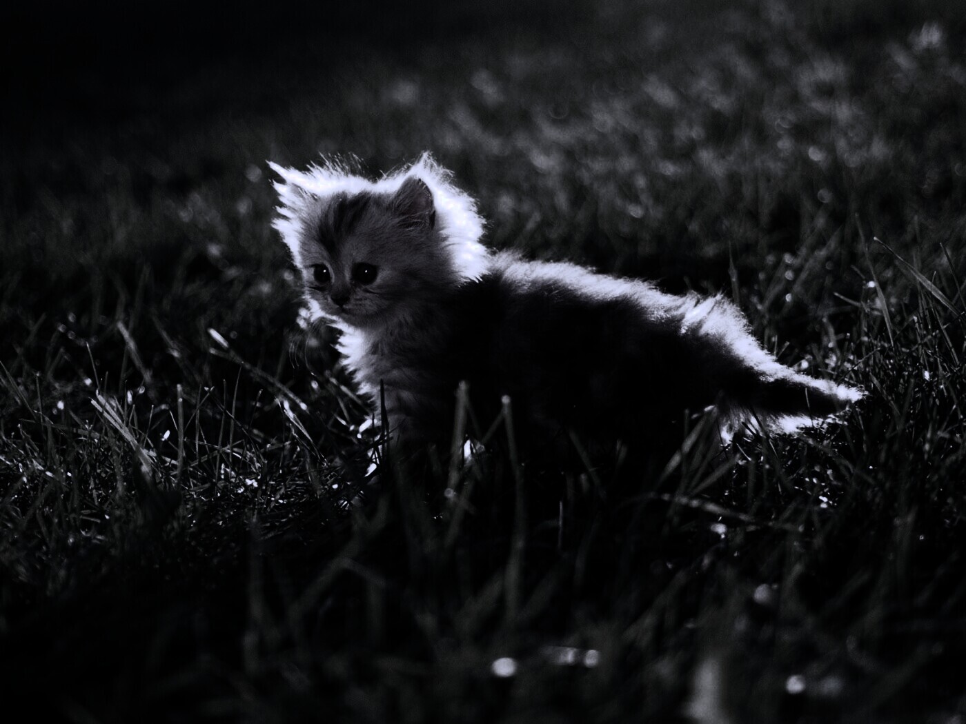 Котёнок в траве обои